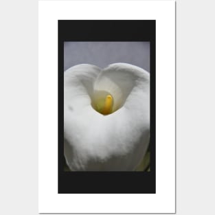 White Calla Lily Posters and Art